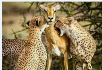 Мына шертістің жөні бөлек екен