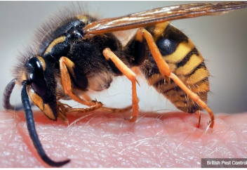 Ара уынан дәріге төзімді бактерияларды жоятын антибиотик жасаудың тәсілі табылды