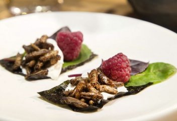 Еуропалық одақ жәндіктерді тағам ретінде тұтынуды мақұлдауға дайындалып жатыр