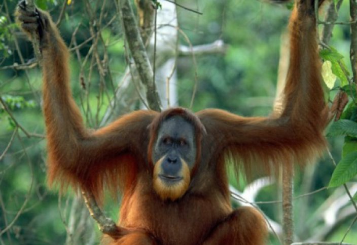 Жануарлар әлемі: Қарапайым фокусқа қатты таңырқаған орангутанг (видео)