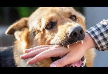 Собачий укус привел к гемолитико-уремическому синдрому у норвежки