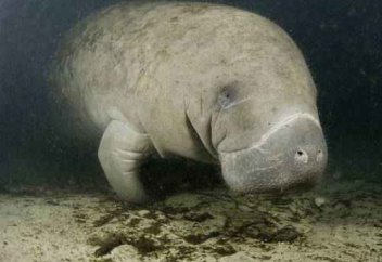 Жер бетінде адамзатқа әлі белгісіз жүздеген сүтқоректі бар