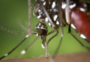 Маса адам қанын қалай ішеді (видео)