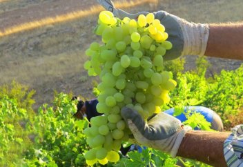 Сбор винограда с виноградников в провинции Кохгилуйе (Иран, фото)