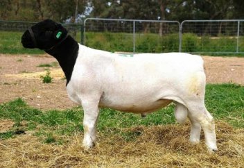 Қазақстанға не себепті ОАР қойларын әкелу қажет. Қой тұқымдары туралы аз-кем мағлұмат