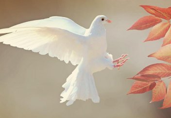 Әруақтар үйге көгершін болып ұшып келеді екен. Осы рас па?