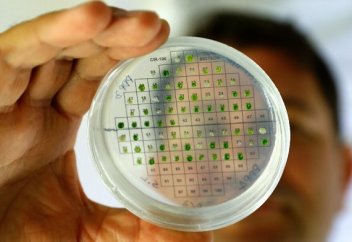 Ғалымдар өсімдіктен энергия алу жолын тапты