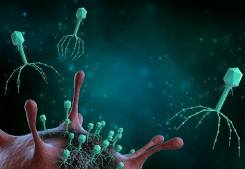 Антибиотикке төзімді бактериямен тиімді күресу үшін оған вирус жұқтырып көрді. Нәтижесі қандай?