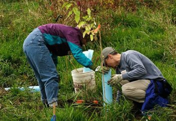 2025 жылға дейін Қазақстанда 2 млрд түп ағаш егілмек