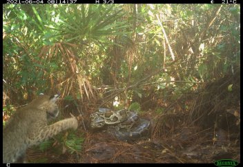 Сілеусіннің алып жыланмен айқасы алғаш рет таспаға тартылды (видео)
