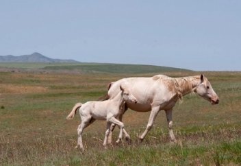 В Жетысу вывели лошадей нового типа казахской породы