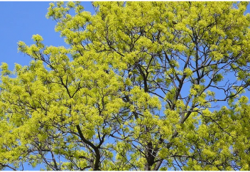 Күн көзінен, дәлірегі, ультркүлгін сәуледен қандай ағаштың жақсы қорғайтыны белгілі болды