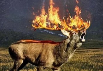 Жарты млн-ға жуық жануар орман өртінен жанып кеткен