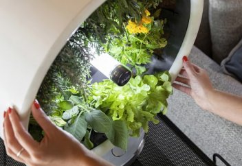 Үй бау-бақшасы: шағын ферма жыл бойы көкөністі үйде өсіреді (фото+видео)