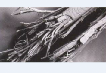 Ғалымдар қазақстандықтардың шашынан бағалы металл тапты