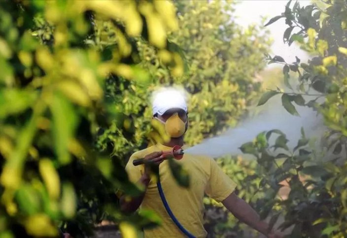 Исследование выявило наличие пестицидов в домашней еде в Турции