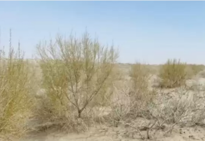 Почти два миллиона саженцев саксаула высадили на высохшем дне Аральского моря