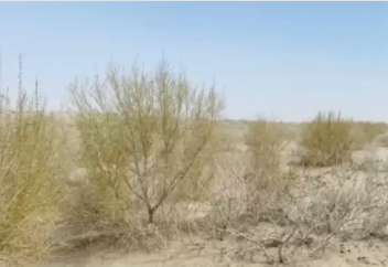 Почти два миллиона саженцев саксаула высадили на высохшем дне Аральского моря