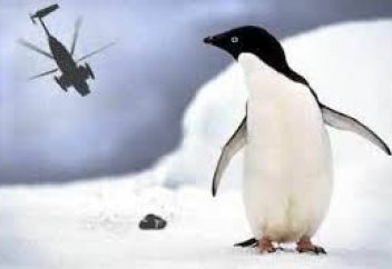 Жануарлар әлемі: Пингвиндер неге жанталаса қашты?  (ВИДЕО)