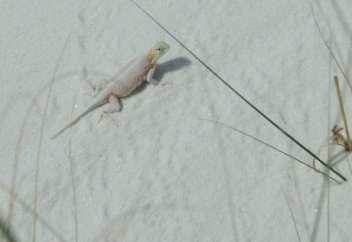 Шөлдегі ақ құмды көрдіңіз бе? (ФОТО/ВИДЕО)