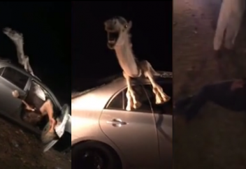 Ужасное ДТП с участием саудовцев и верблюда произошло в Иордании (ВИДЕО)