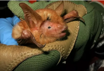 В заброшенных шахтах найдена летучая мышь с ярко-оранжевым мехом