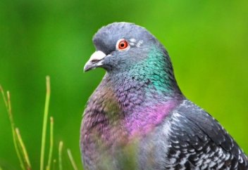 Почему опасно есть мясо голубей, объяснил санврач