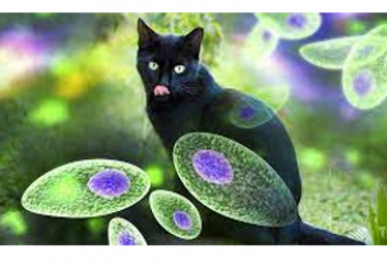Мысық қауіпсіз жануарға айналады: ғалымдар Toxoplasma gondii паразитін бұғаттайтын әдісті тапты
