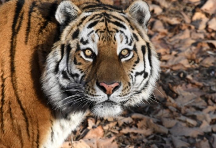 Названы сроки появления первых туранских тигров в Казахстане (фото+видео)