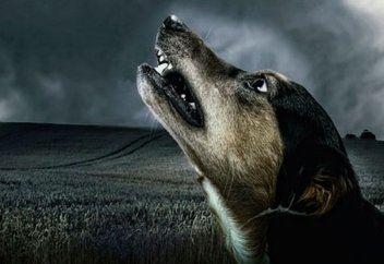 Как в Казахстане хотят ужесточить наказания для живодеров