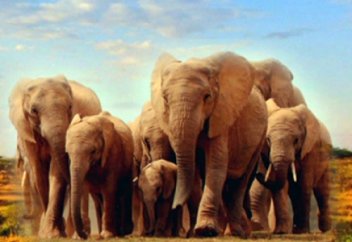 Жаһан: Зимбабведегі қуаңшылық қорықтағы жабайы жануарларды сатуға мәжбүр етті (видео)