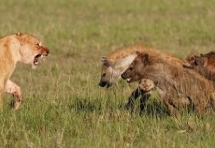 Спасение беспечной гиены из устроенной львами засады сняли на видео