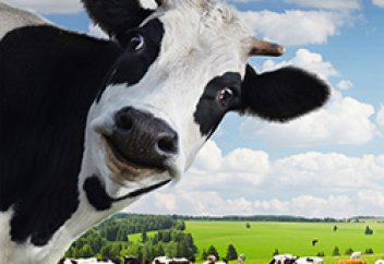 Жайылым жер тапшы, жем жетпейтін жағдайда мал шаруашылығын қалай дамытуға болады? (видео)