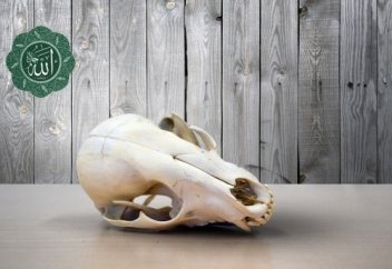 Злословие - как опухоль твоих добрых деяний... | БАРАКАТ - Мусульманский канал