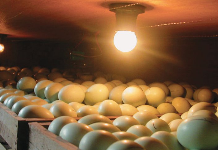 В Индонезии уничтожат 10 млн высиженных яиц из-за переизбытка кур