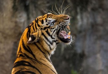 Количество тигров на Земле увеличилось