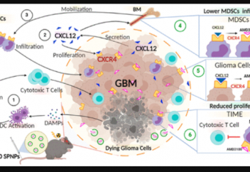 Мидағы обырдың негізгі жолын жабатын молекула табылды. Миға енетін қатерлі ісік дәрісі зақымдалған жүйке жасушаларын да қалпына келтіретін болып шықты