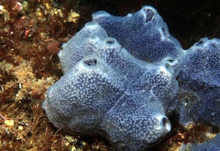 Морские губки могут удалять до 94% вирусов из воды