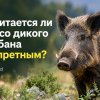 Считается ли мясо дикого кабана запретным?