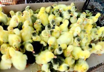 Оралда жас ғалымдар үйректің жаңа тұқымын шығармақ