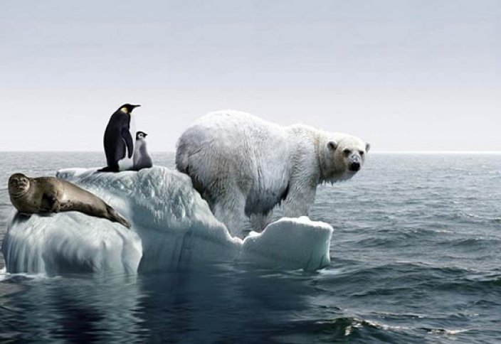 Глобальное потепление заставит животных измельчать, выяснили ученые