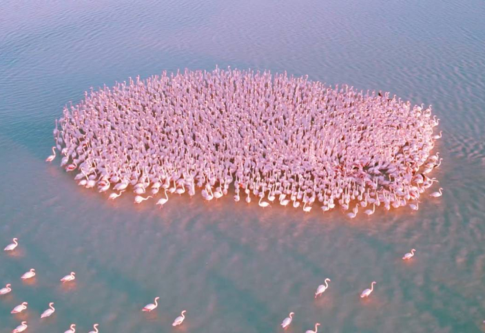 Невероятной красоты видео из Актау - фламинго у берега моря (видео)