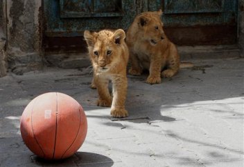 Жануарлар әлемі: Босқындар отбасы арыстанның күшіктерін асырап алды (фото)