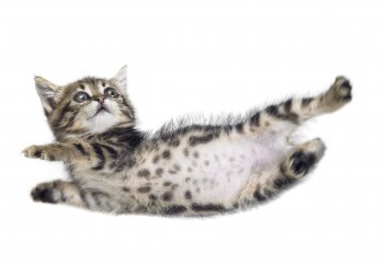 Мысық жайлы мәлімет