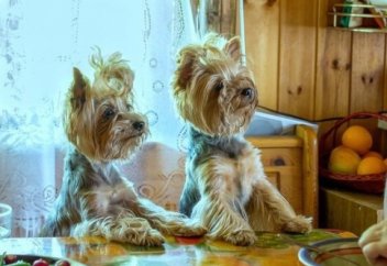 Шаштаразда ойланды-ау !