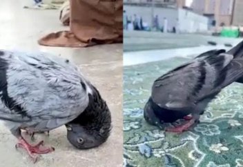 Разъяснен реальный смысл «поклоняющегося голубя» в мечети Мекки (видео)