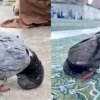 Разъяснен реальный смысл «поклоняющегося голубя» в мечети Мекки (видео)