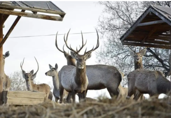 Түркістанға сыйға тартылған Бұхар бұғысының саны 200-ден асты