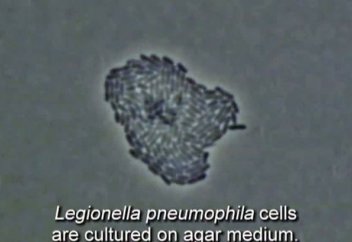 Назар аударыңыздар: Еуропаны індет жайлап барады