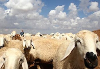 Ханафи мазхабында құрбан